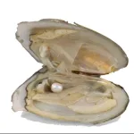 گردبند مروارید عشق - Image 9