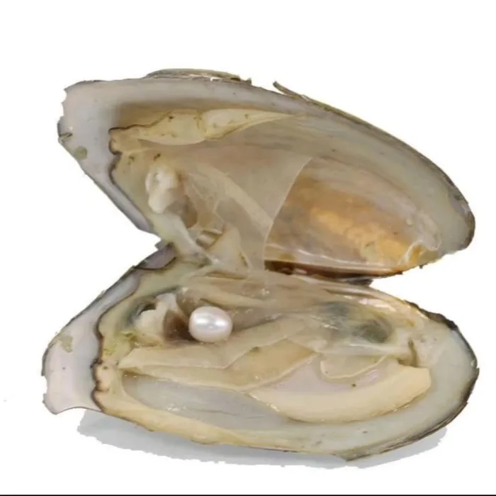 گردبند مروارید عشق - Image 9